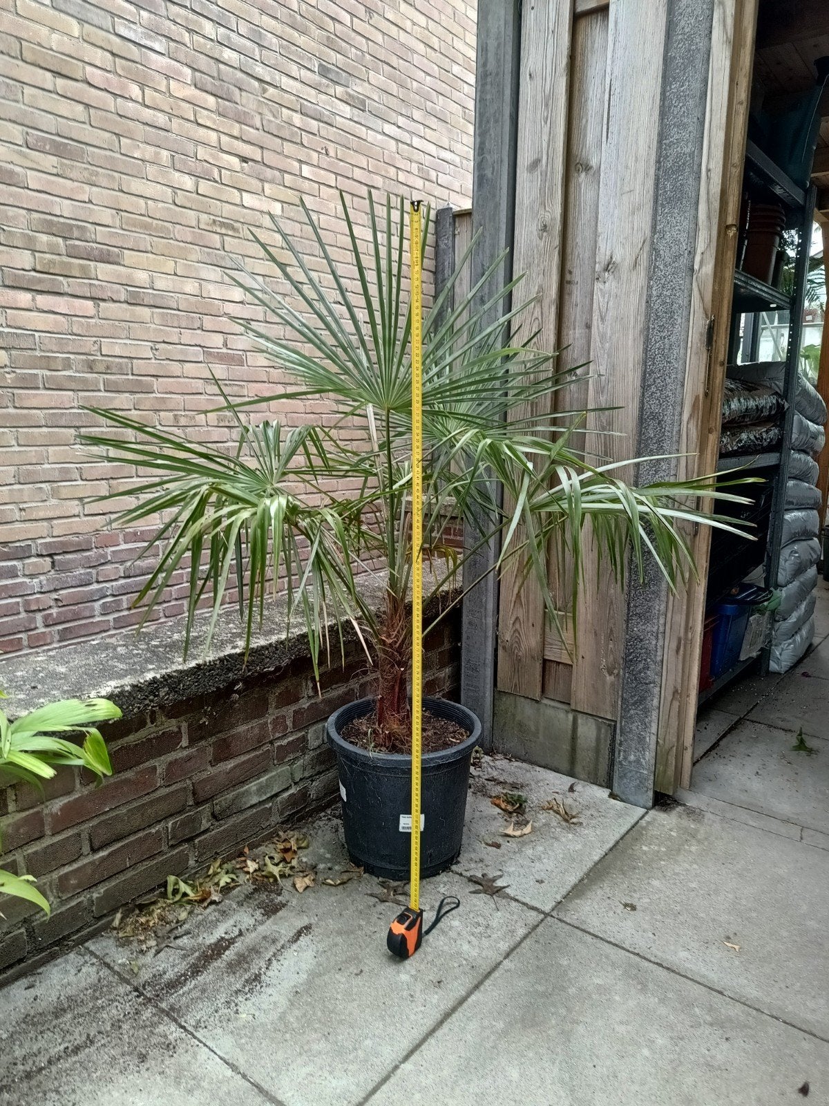 Trachycarpus Fortunei - Winterharde Palmboom, Tuin en Terras, Planten | Tuinplanten, Volle zon, Vaste plant, Bloeit niet, Ophalen