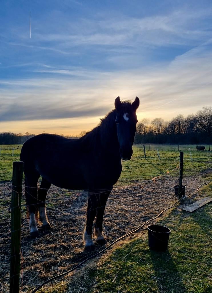 Verzorgpony aangeboden, Dieren en Toebehoren, Stalling en Weidegang