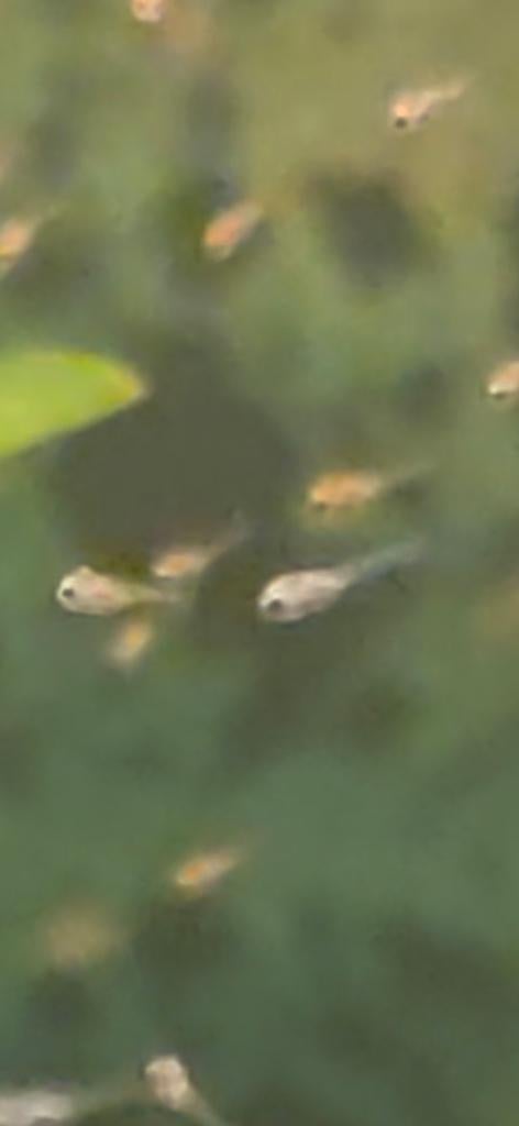 Nog 2 weken! Microgeophagus ramirezi of Antennebaarsje, Vis