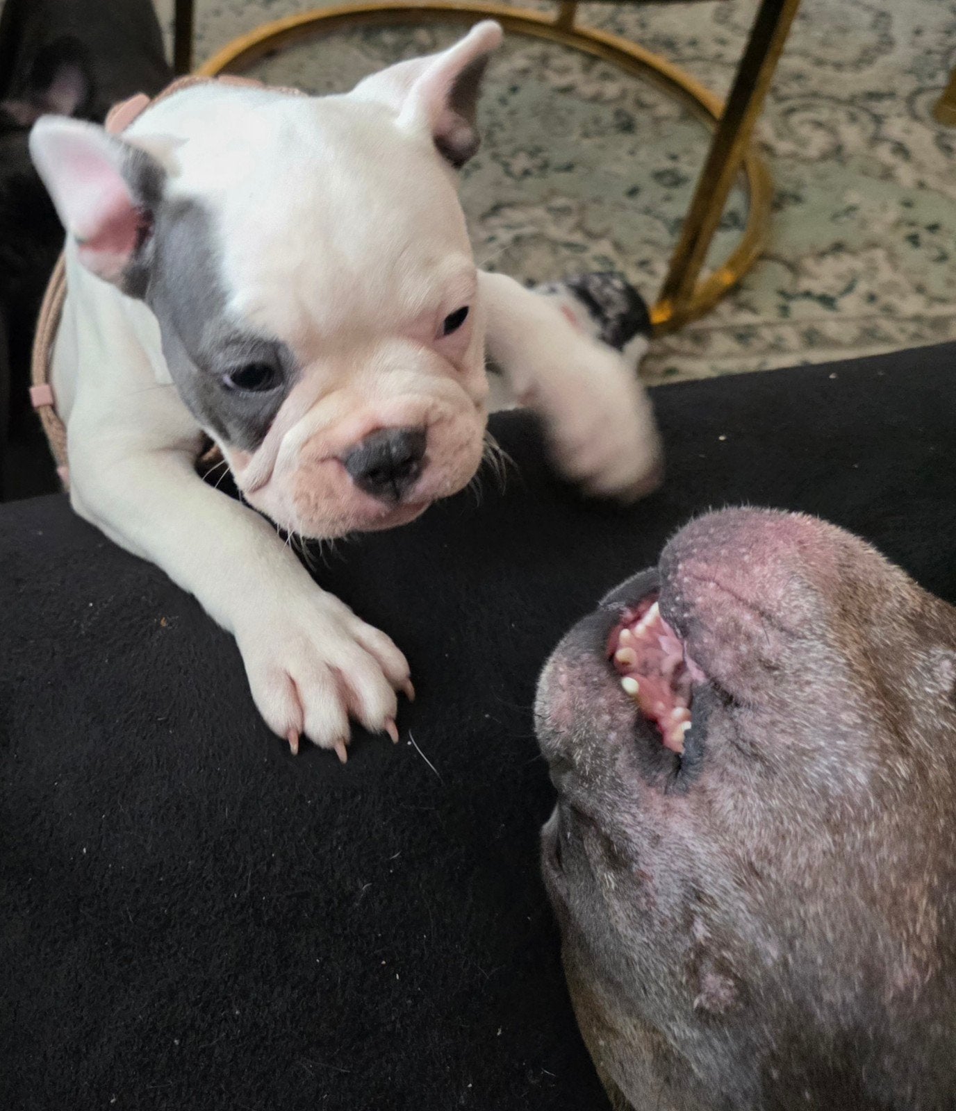 Franse Bulldog puppies te koop/mogen het nest verlaten, 8 tot 15 weken, Teef, Bulldog, Meerdere