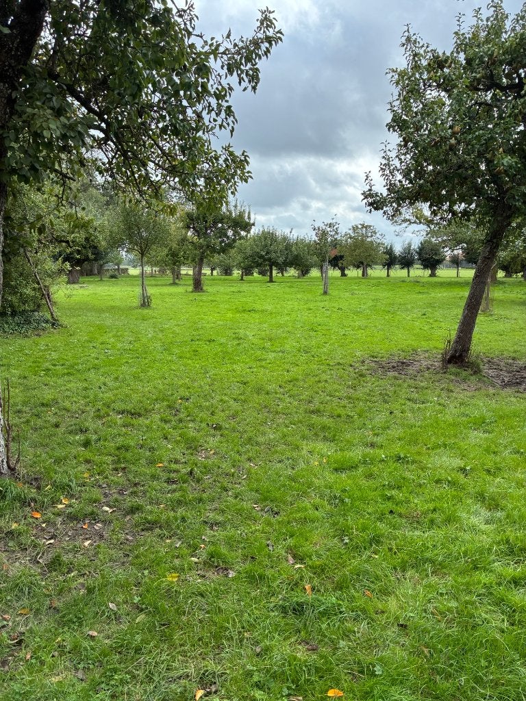 Gezocht: Weidemaatje voor Pony omgeving Arnemuiden., Dieren en Toebehoren, Weidegang, 1 paard of pony