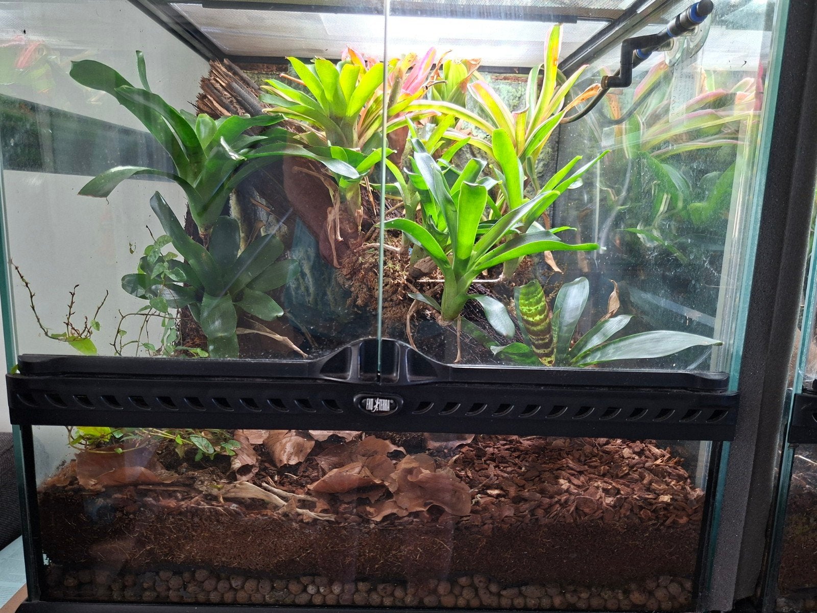 A. Ingericht Exo Terra terrarium met gifkikker, Ophalen, Zo goed als nieuw