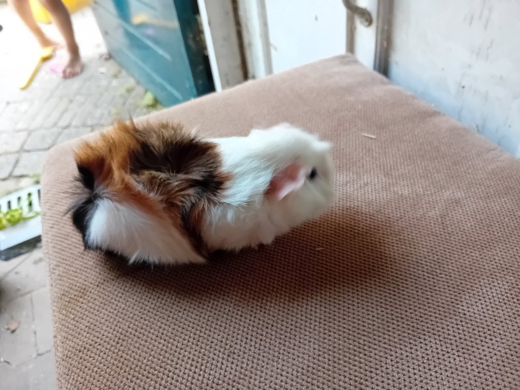 Cavia beertje, Maart, Mannelijk, Cavia