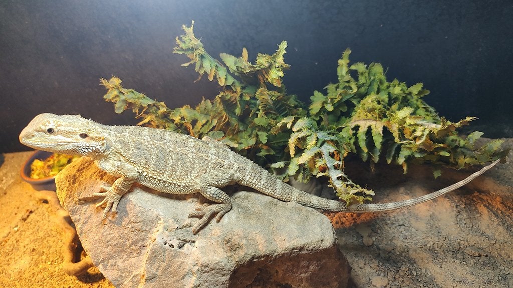 1.0 Pogona vitticeps - baardagame Bearded Dragon photo 6