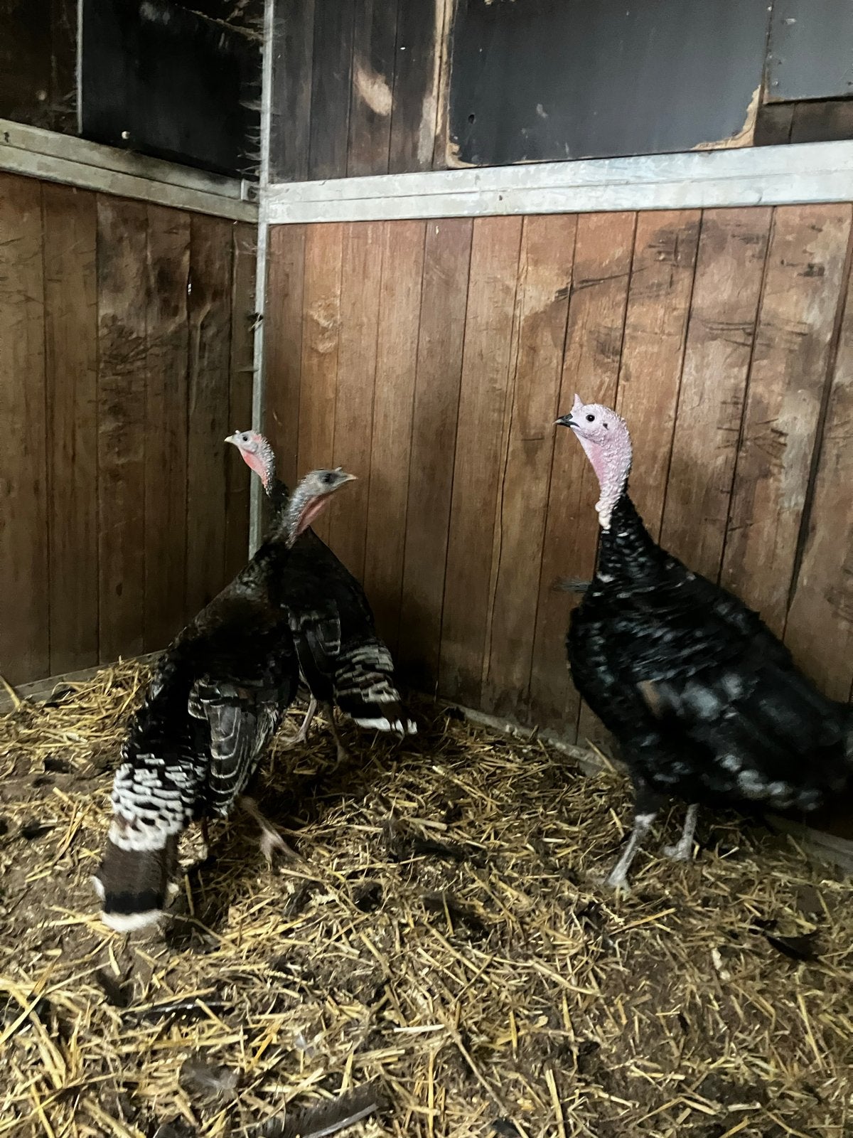Zwart kalkoenen koppel. (Black/Black Spanish), Dieren en Toebehoren, Pluimvee, Meerdere dieren, Kalkoen