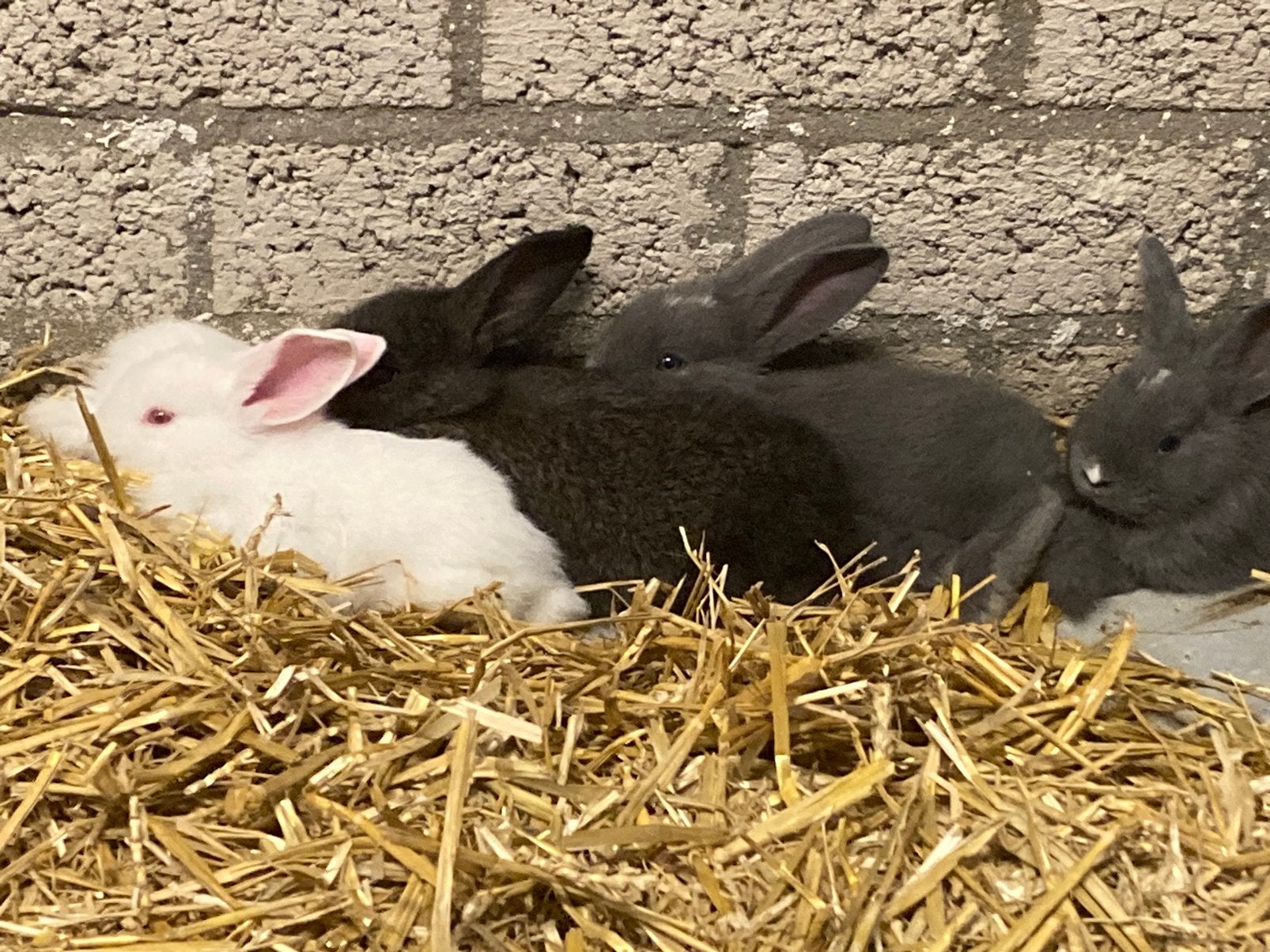 GRATIS jonge konijntjes, vlaamse/duitse reusjes, Dieren en Toebehoren