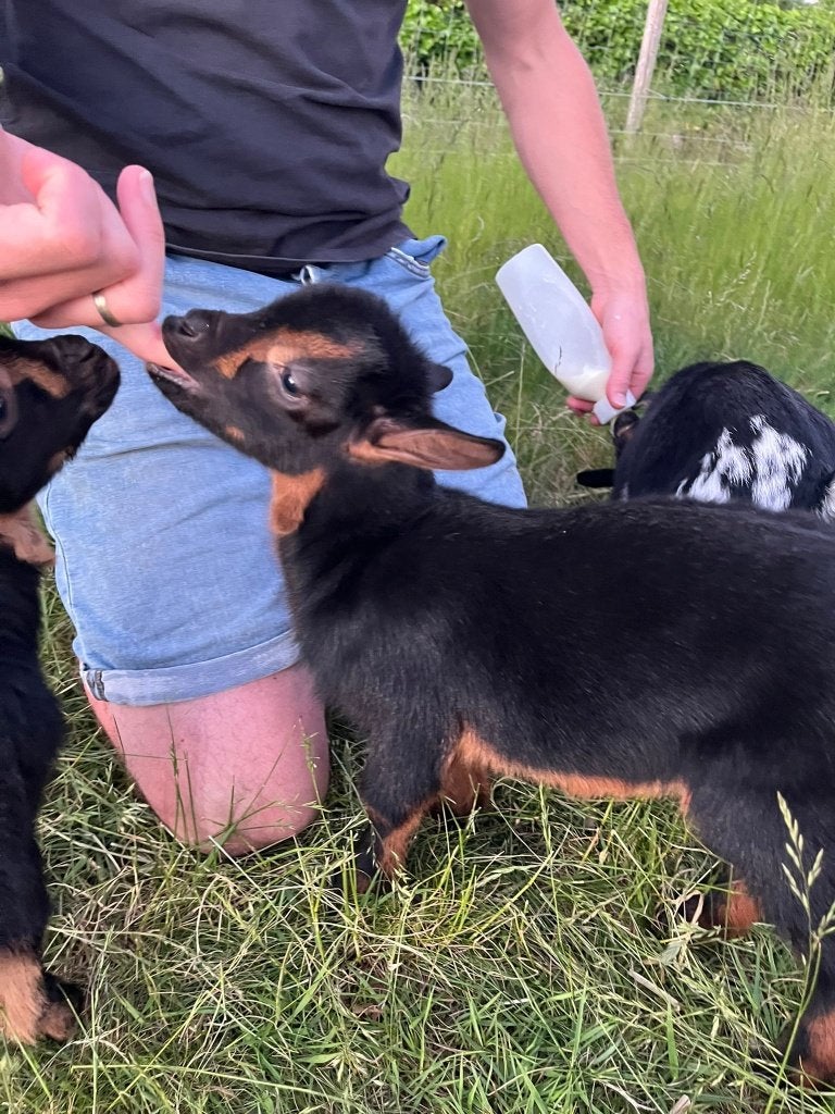 Black & Tan dwerggeit fles/leplammetjes 🐐, Vrouwelijk, Geit, 0 tot 2 jaar