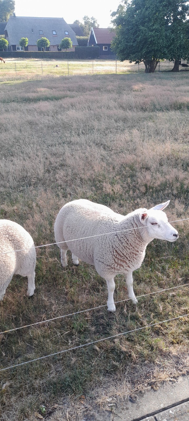 Tekoop 2 ooilammeren., Mannelijk, Schaap