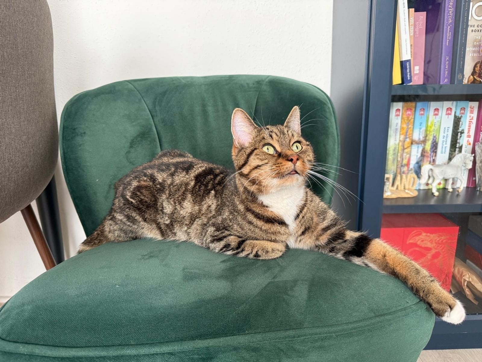 Astro is op zoek naar een nieuw thuis, Kater, Gechipt, 6 jaar of ouder