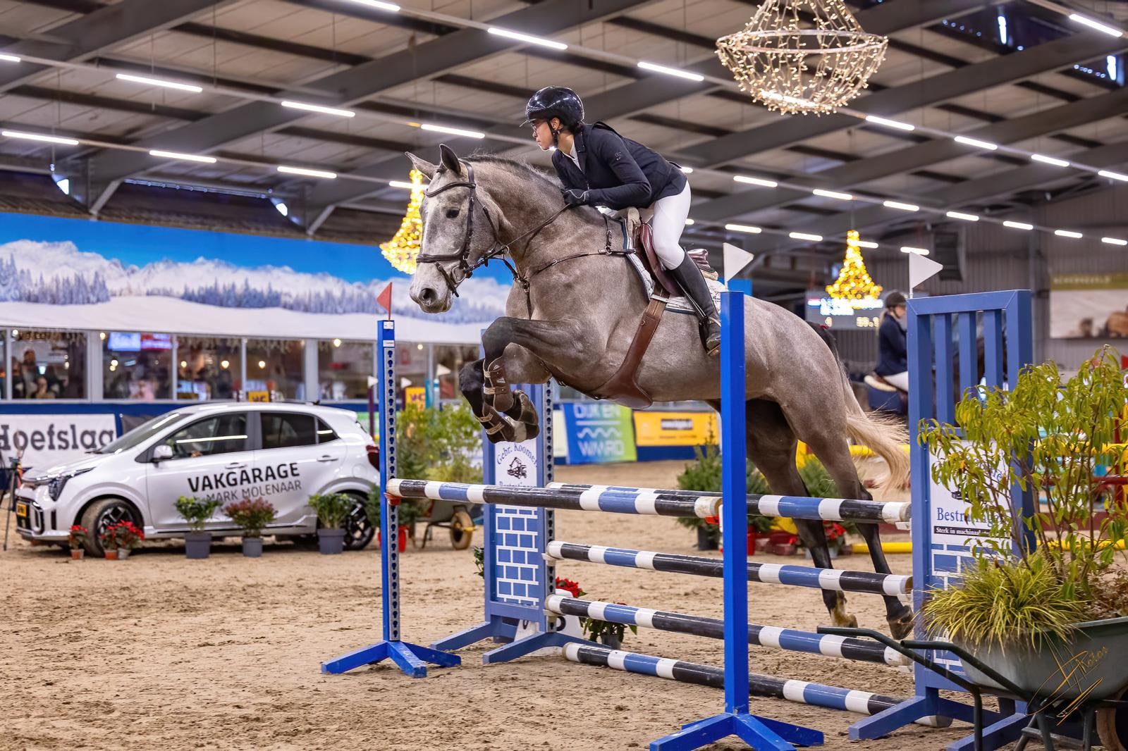 5 jarige allrounder / springpaard, Springpaard, L, Merrie, Gechipt