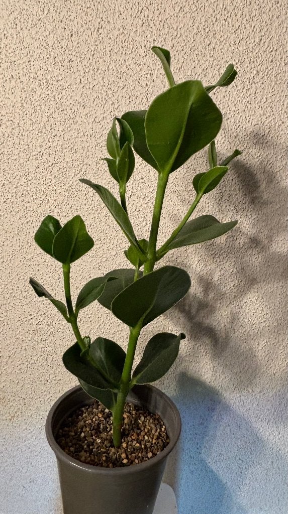 Clusia, Ophalen, In pot, Halfschaduw, Minder dan 100 cm
