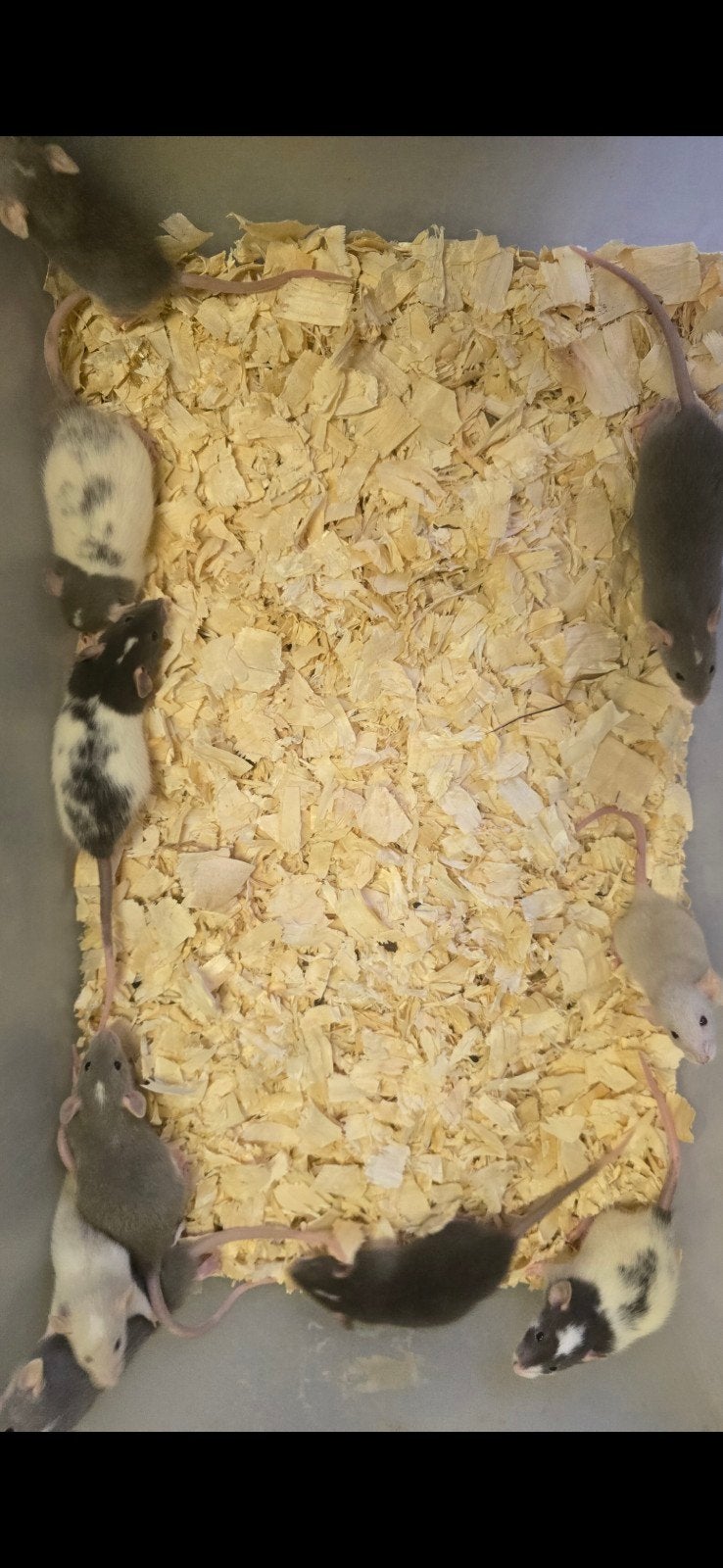 dumbo ratjes ratten rittens, Dieren en Toebehoren, September, Meerdere dieren, Rat