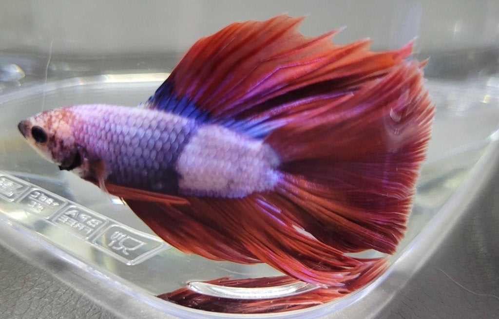 Hobbyaquarium Betta SP Doubletail Male / Siamese Kempvis, Vis, Zoetwatervis, Schoolvis