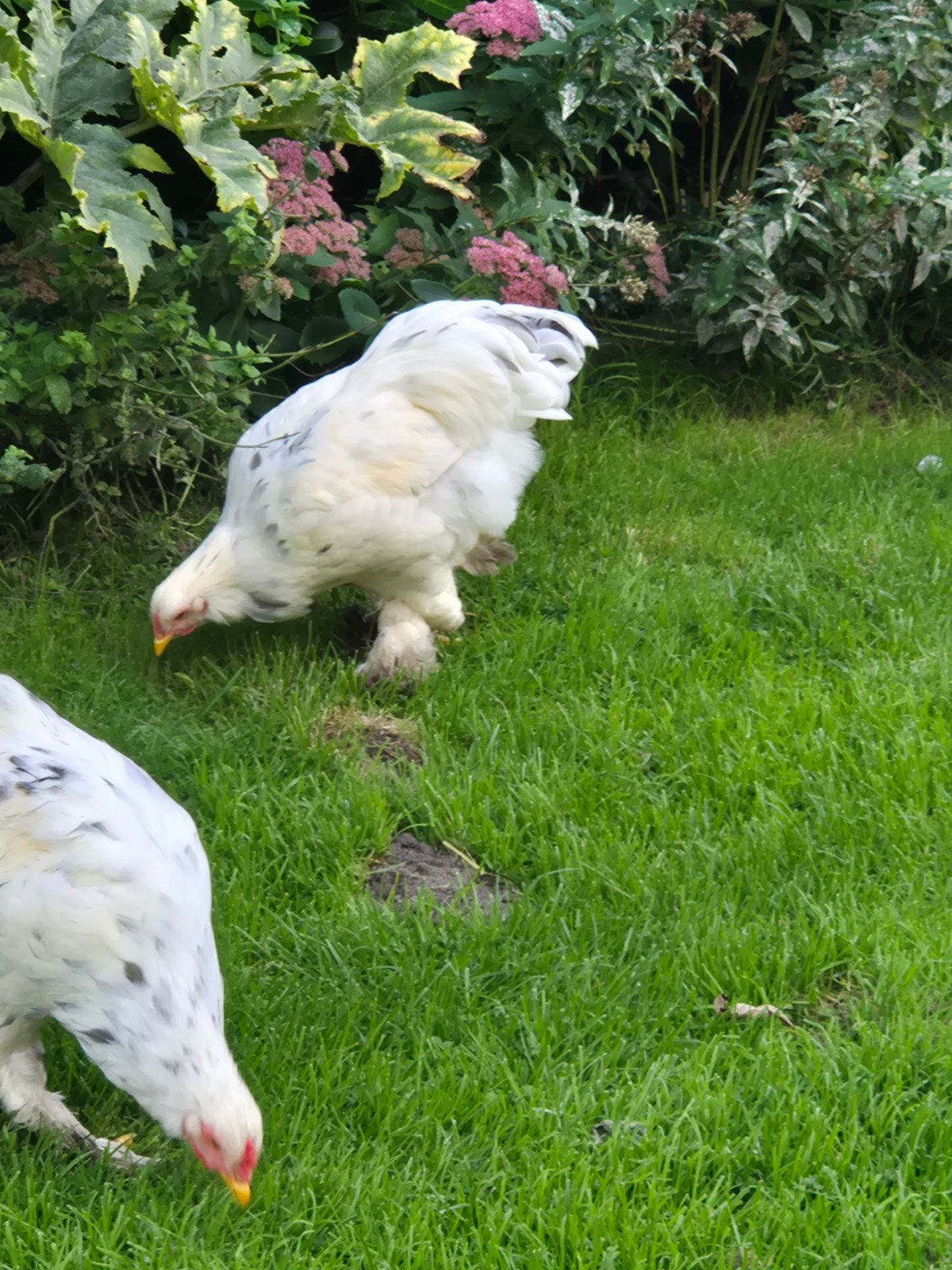brahma hanen. 3 stuks, Dieren en Toebehoren, Mannelijk, Kip
