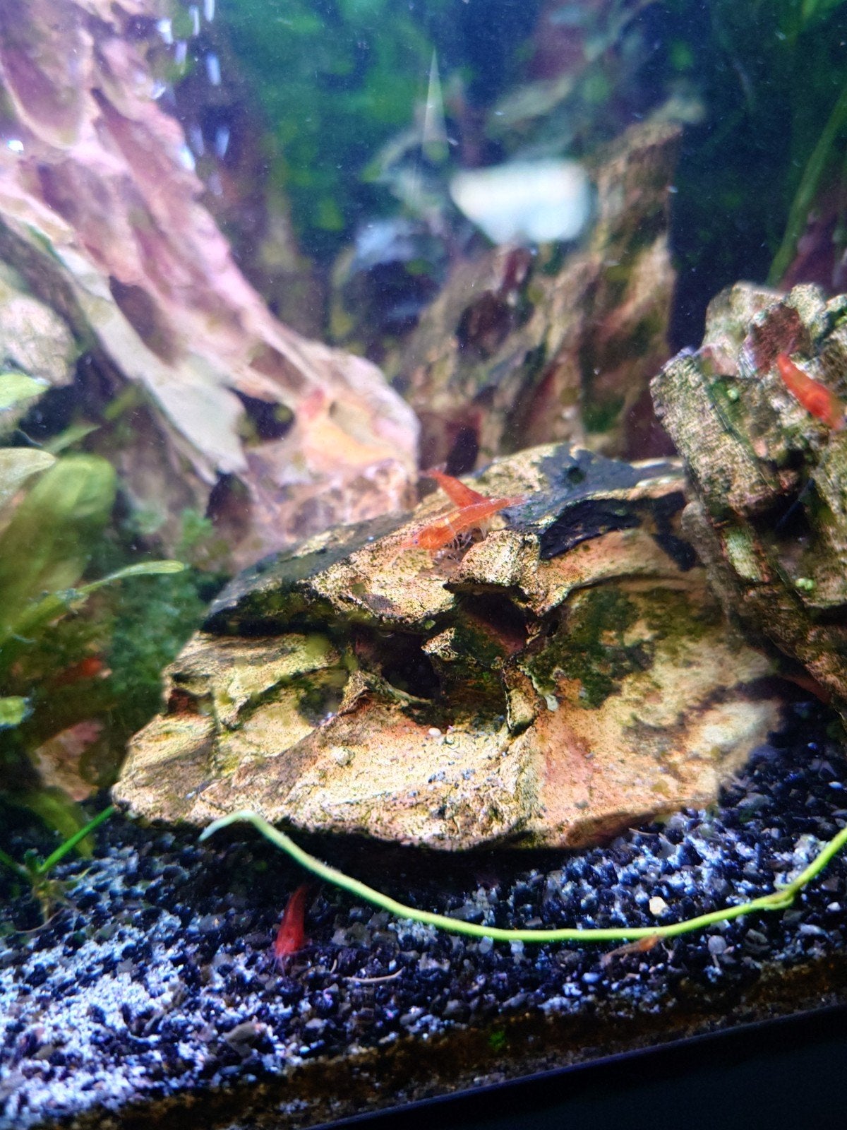 Jonge garnalen, Dieren en Toebehoren, Vissen | Aquariumvissen, Kreeft, Krab of Garnaal
