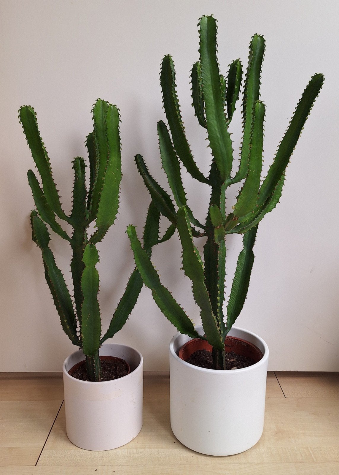 2 cactussen 66 + 56 cm hoog. Samen € 22,50., Ophalen, Halfschaduw, Minder dan 100 cm