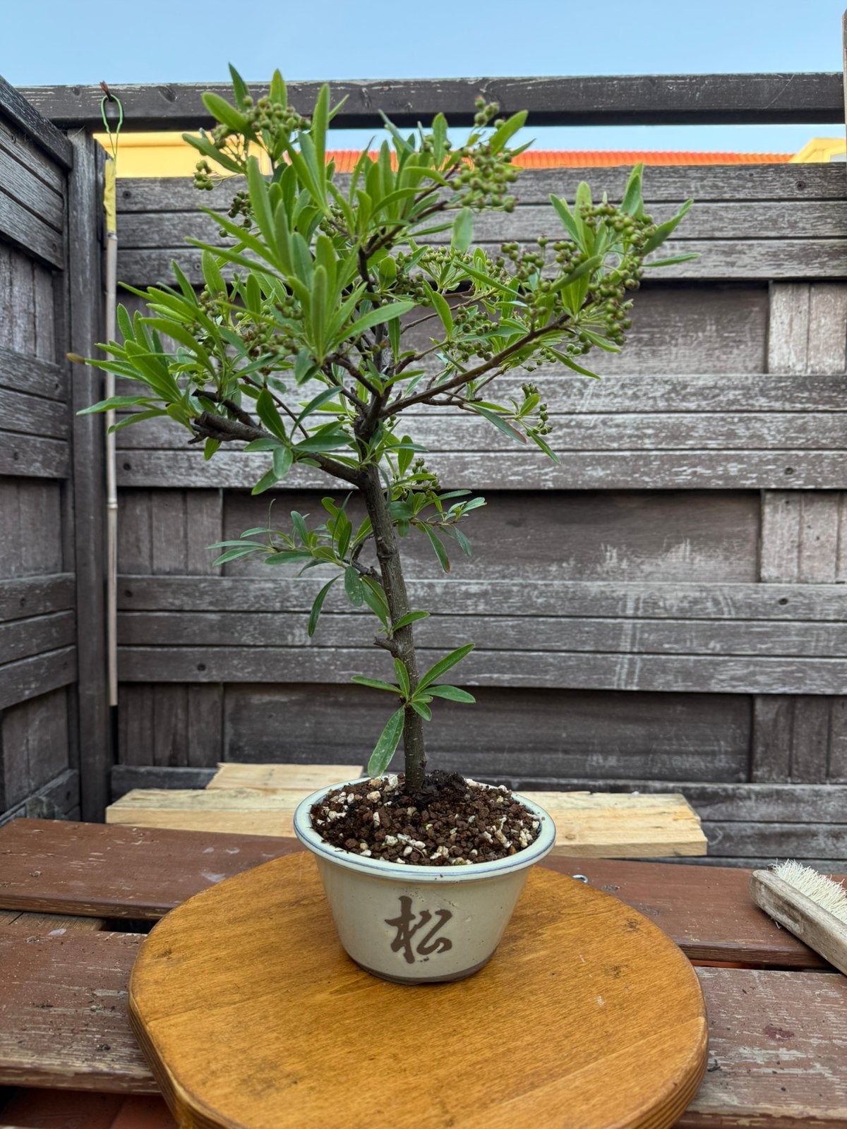 Pyracantha viurdoorn bonsai, Ophalen, Halfschaduw, Overige soorten, Lente