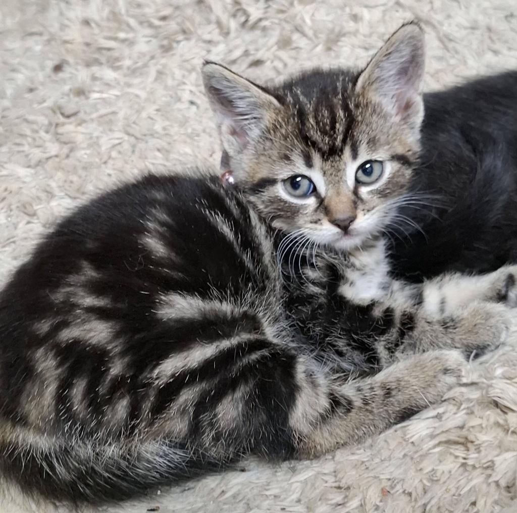 Kitten, Poes, 0 tot 2 jaar