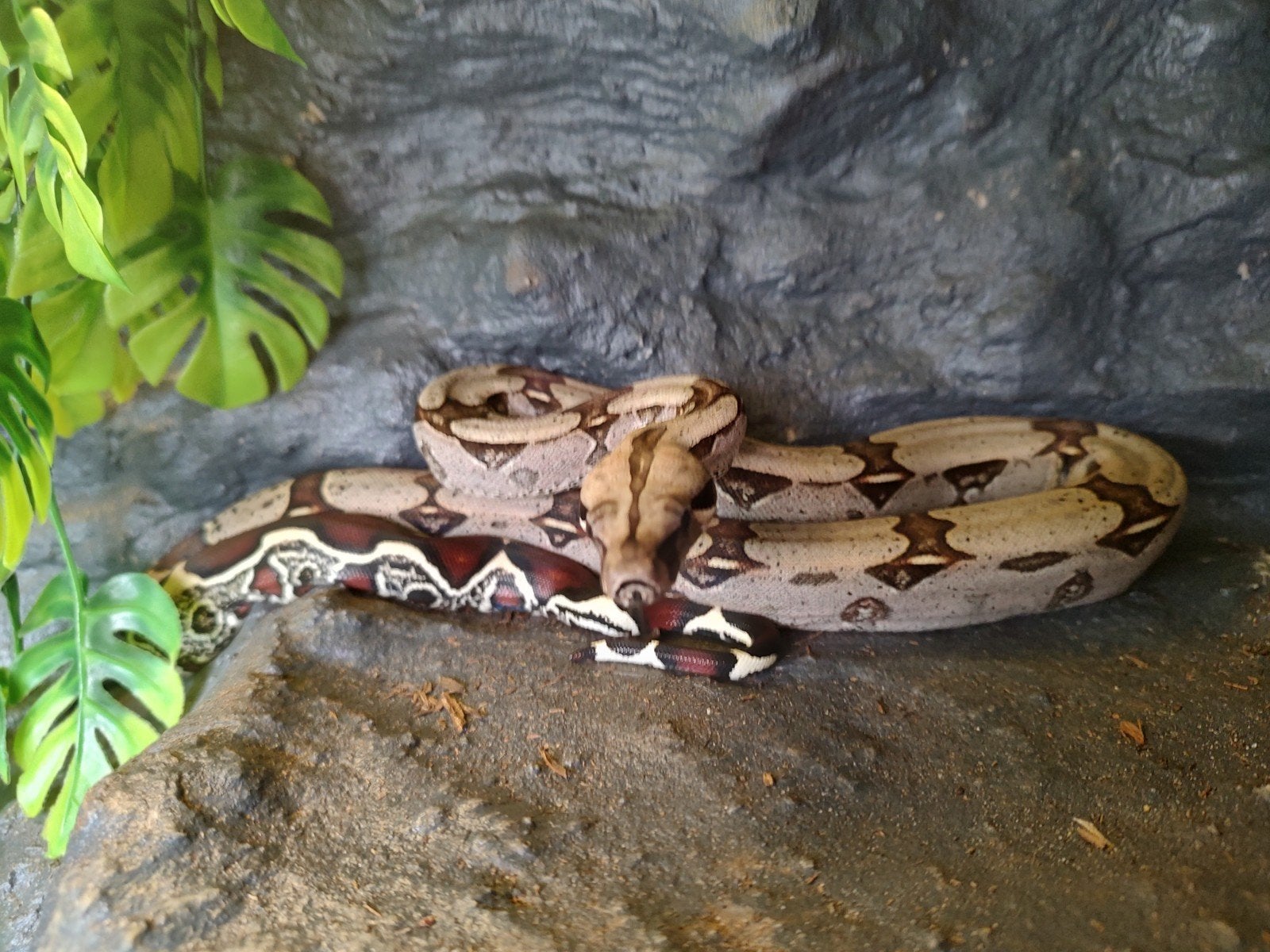 Terrarium inclusief Roodstaarboa, wegens beëindiging hobby, Dieren en Toebehoren, Slang, 0 tot 2 jaar