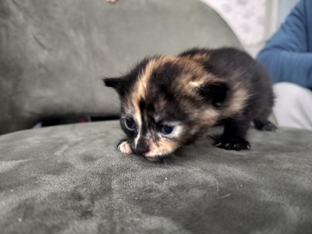 Kittens cypers rood wit, schildpad en grijs, Dieren en Toebehoren, Katten en Kittens | Overige Katten, Meerdere dieren