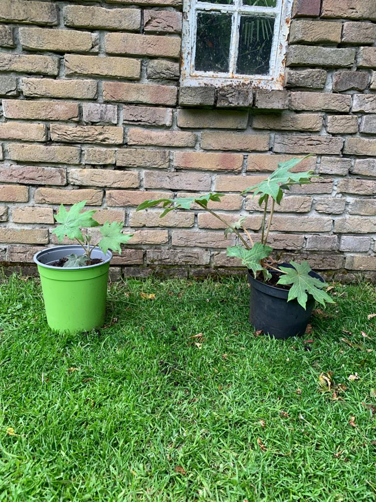 Tetrapanax - Prachtige Exotische Plant voor uw Tuin, Tuin en Terras, Vaste plant, Bloeit niet, Halfschaduw, Ophalen