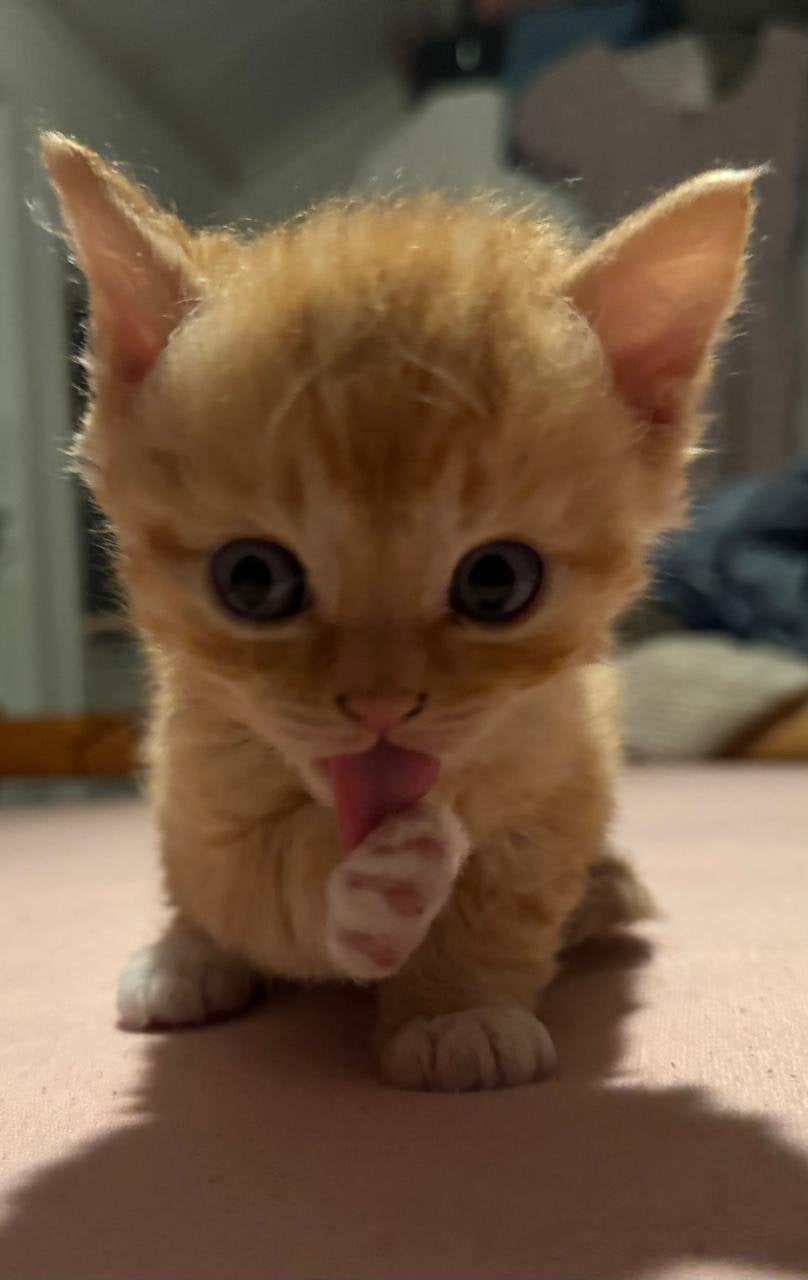 3 sociale Kater kittens selkirk rex, Kater, Kortharig, 0 tot 2 jaar