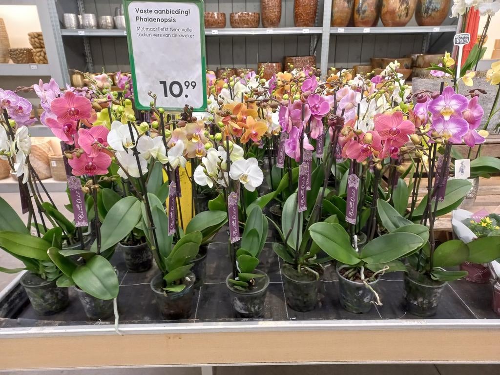 Super mooie 2-tak Orchideeën, direct van de kweker, Ophalen, Overige soorten, Halfschaduw, Minder dan 100 cm