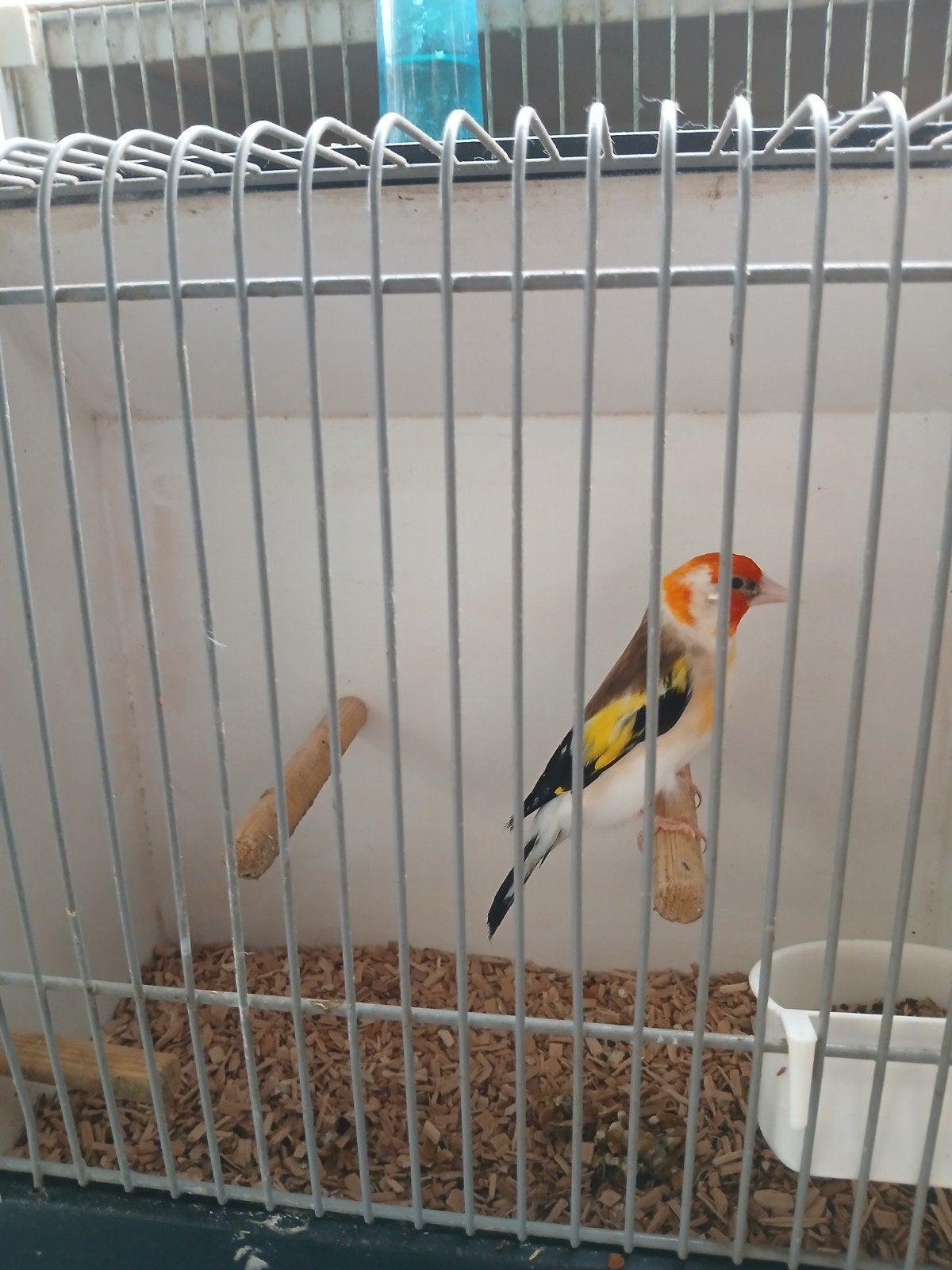 Putter witkop man van 2024 correct geringd, Mannelijk, Wildzangvogel, Geringd