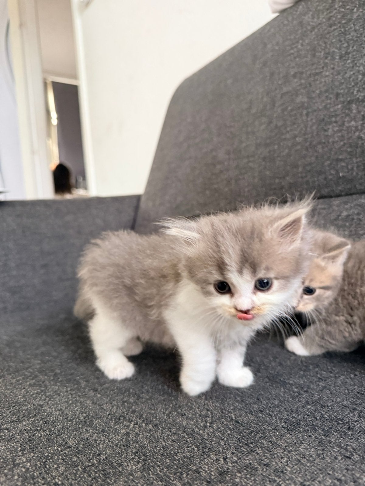 Lieve en mooie kittens zoeken een warm thuis ️, Dieren en Toebehoren, Geslacht onbekend, Ontwormd, 0 tot 2 jaar