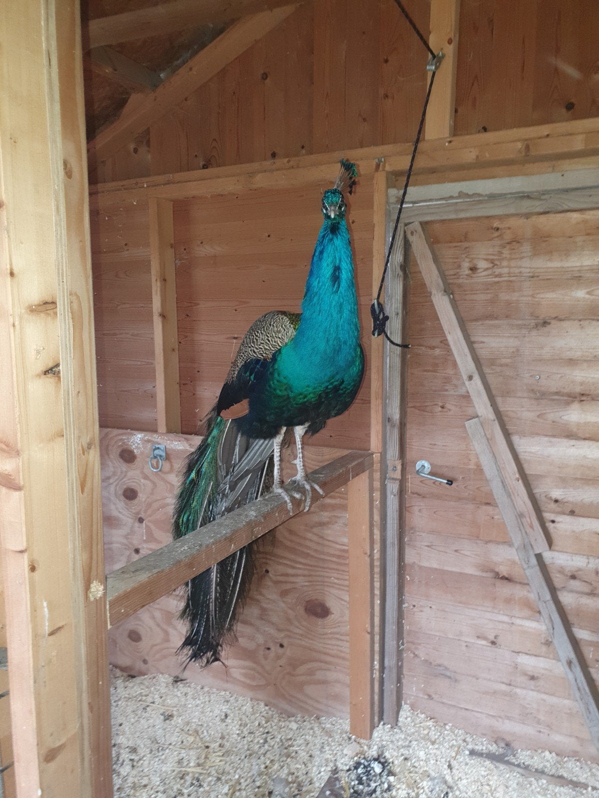 pauwen haan aangeboden eventueel met hen, Mannelijk