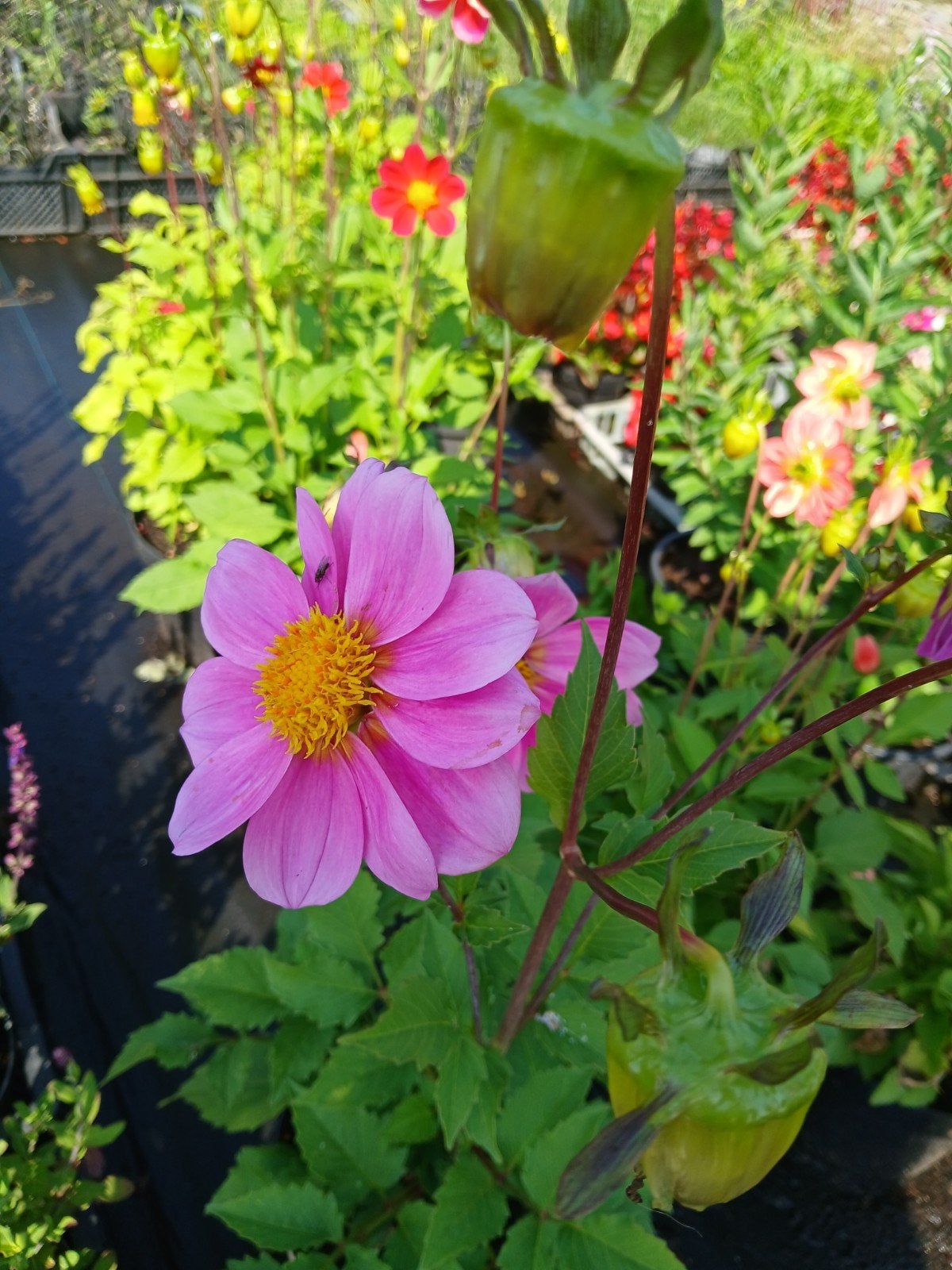 Dahlia planten in 5 liter potten - Diverse kleuren, Tuin en Terras, Volle zon, Vaste plant, Zomer, Ophalen