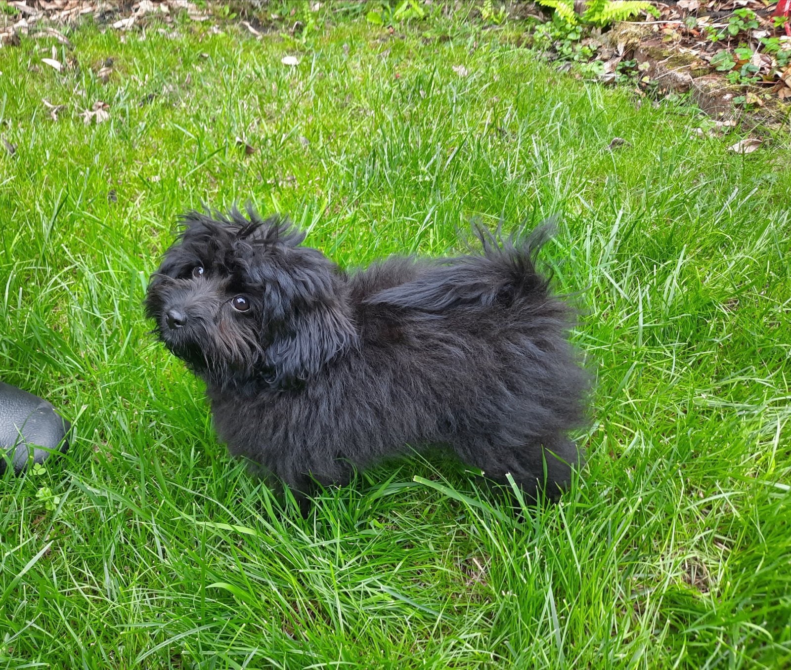 Boomer x Poedel pup, zoekt een warm mandje!, 15 weken tot 1 jaar, Overige rassen, Teef, Eén hond
