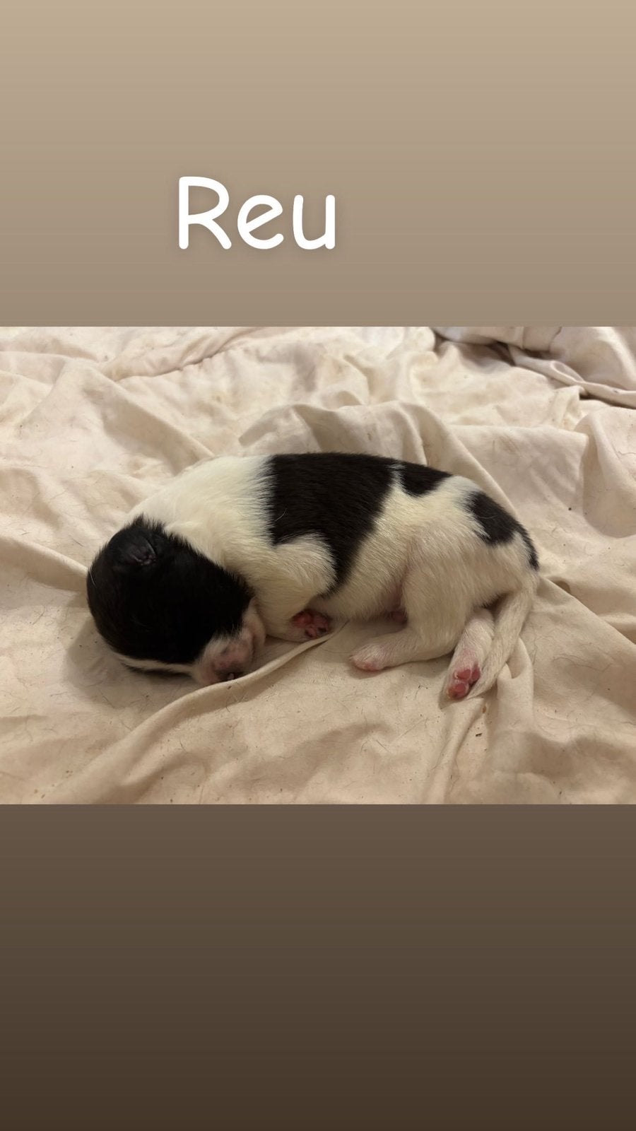 6 Puppies te koop, België, Particulier, 8 tot 15 weken, Meerdere