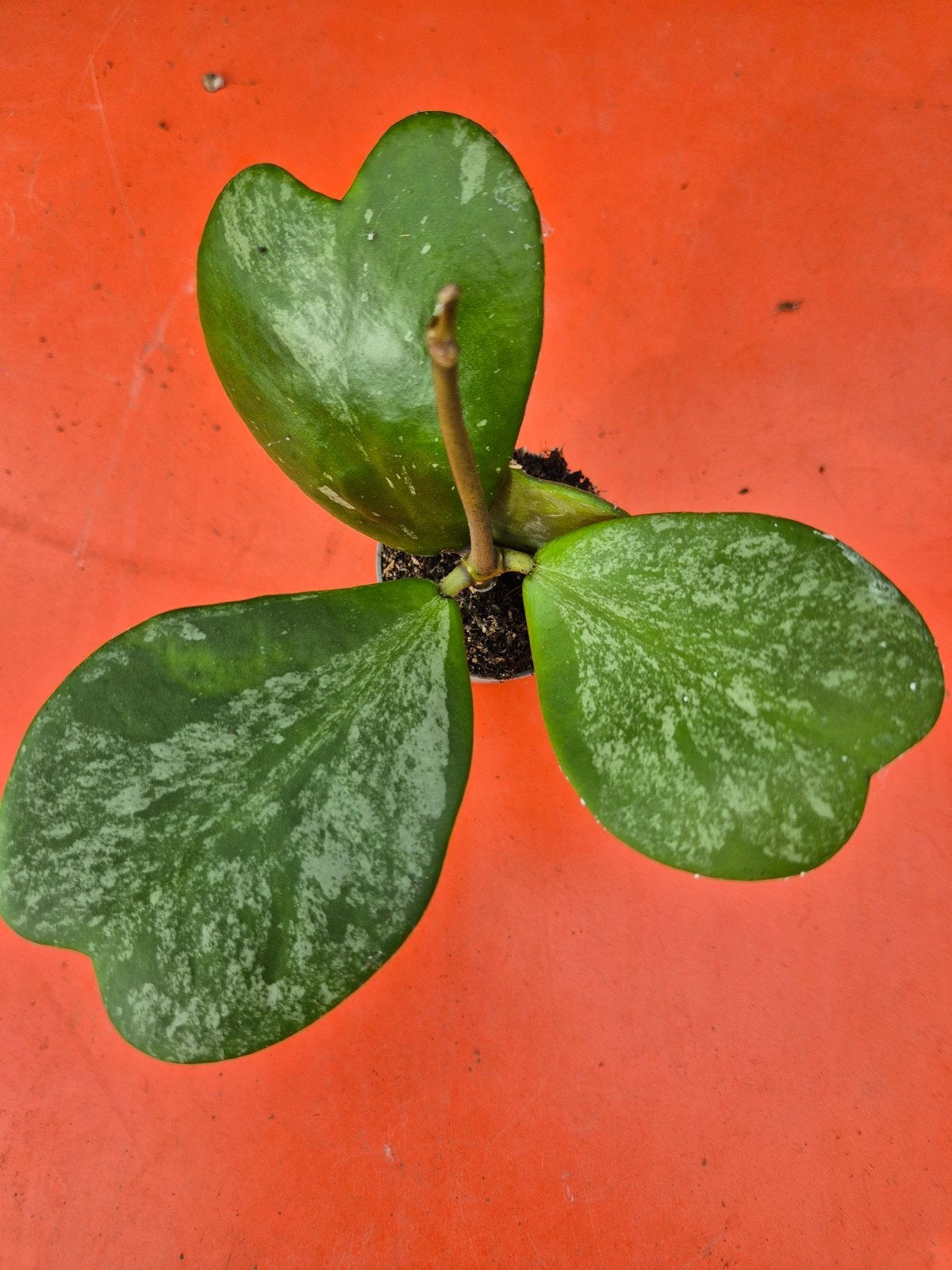 Hoya Kerrii Splash p6 (1), Ophalen of Verzenden, Halfschaduw, Minder dan 100 cm