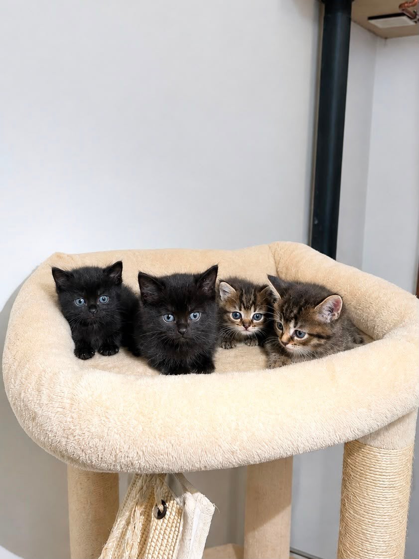 BRITSE LANGHAAR /PERZISCHE KITTENS, Meerdere dieren