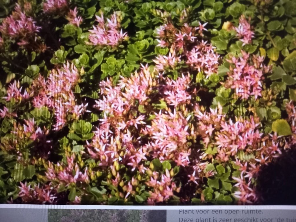 Sedum spurium 'Roseum'  Roze vetkruid  biologisch gekweekt, Bodembedekkers, Volle zon, Vaste plant, Ophalen of Verzenden