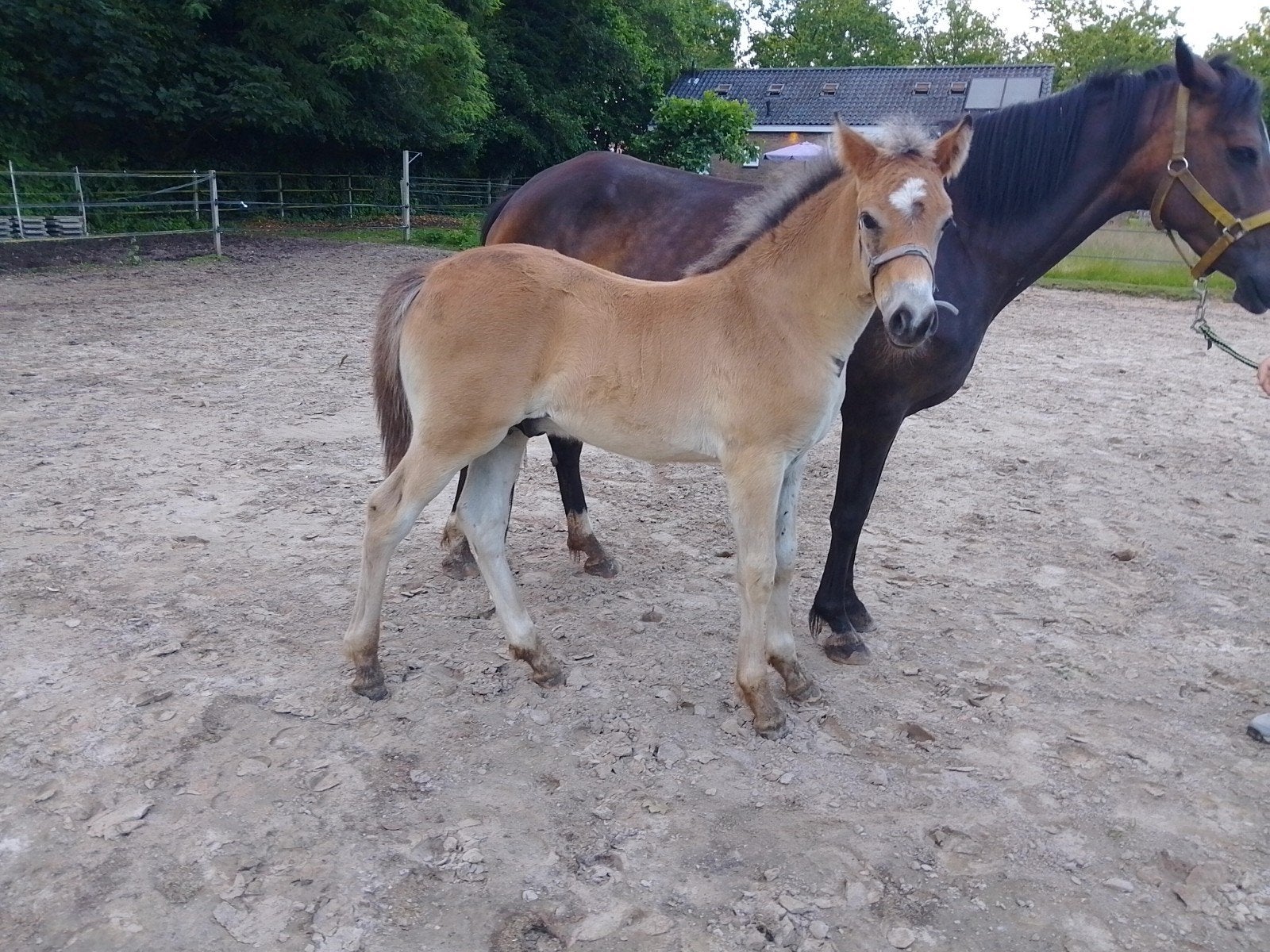 New Forest hengst veulen, Springpaard, Minder dan 160 cm, Met stamboom, 0 tot 2 jaar