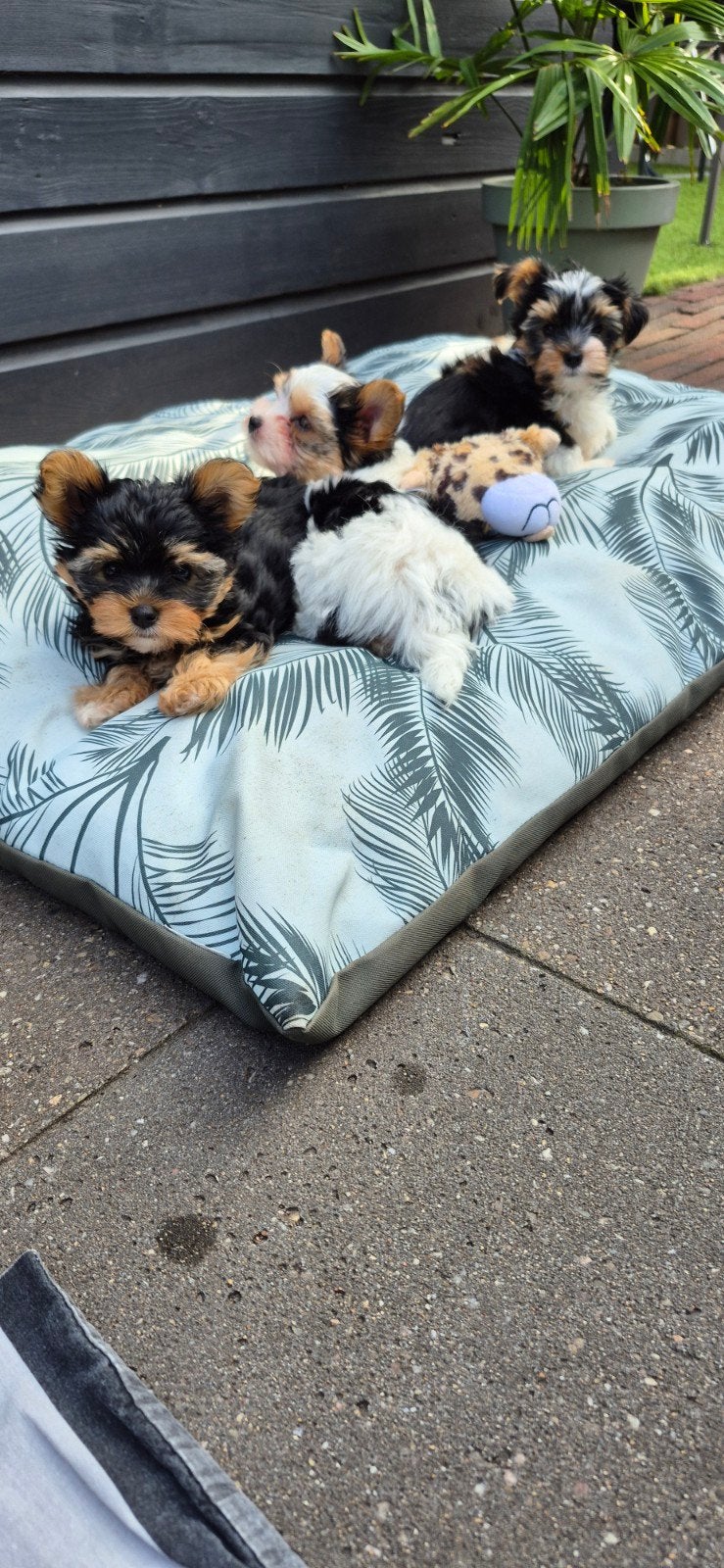 Biewer yorkshire terriërtjes puppies. 1 gereserveerd, Reu, 8 tot 15 weken, Meerdere, Parvo