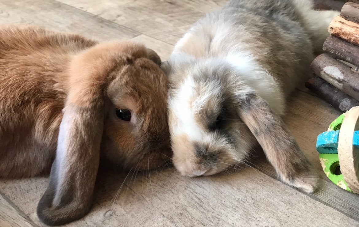 Koppeltje lieve tamme binnen konijnen, Meerdere dieren, Dwerg, Hangoor, 0 tot 2 jaar
