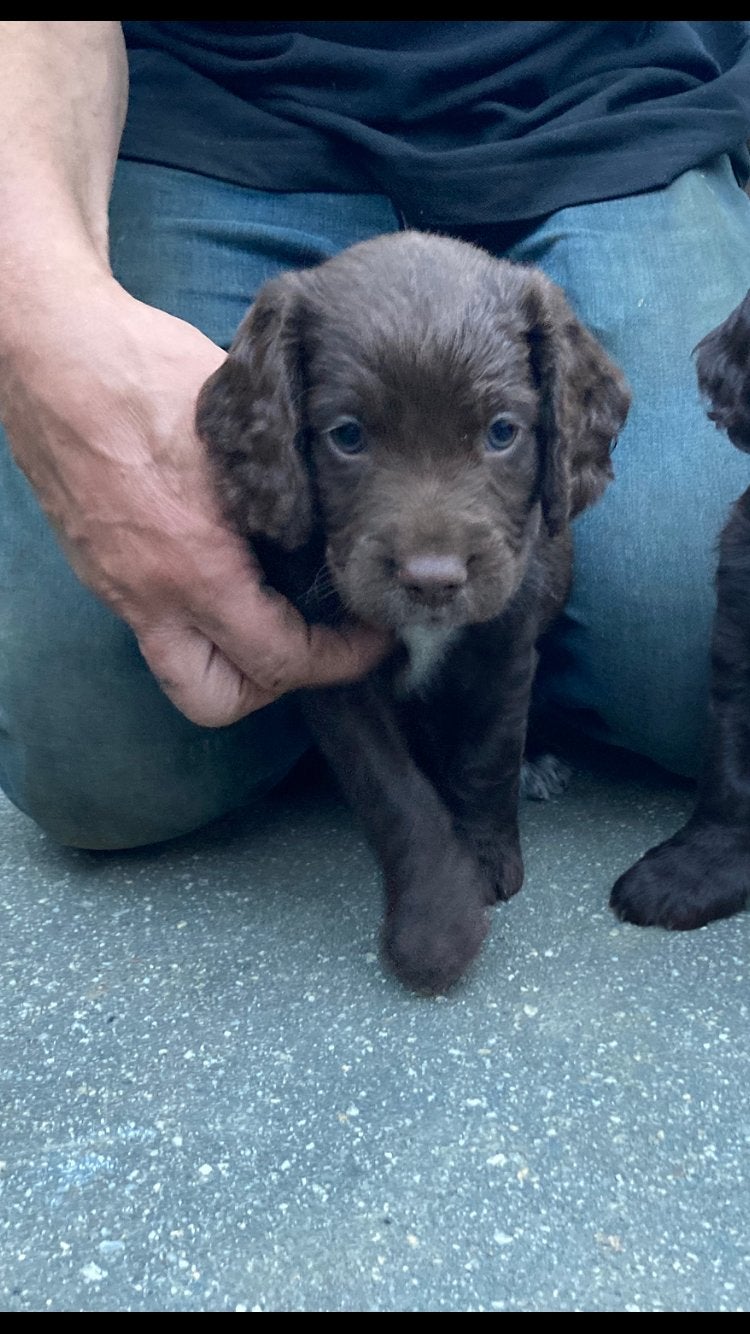Engelse springer spaniël pups, Dieren en Toebehoren, Honden | Retrievers, Spaniëls en Waterhonden, Parvo, 8 tot 15 weken, Meerdere