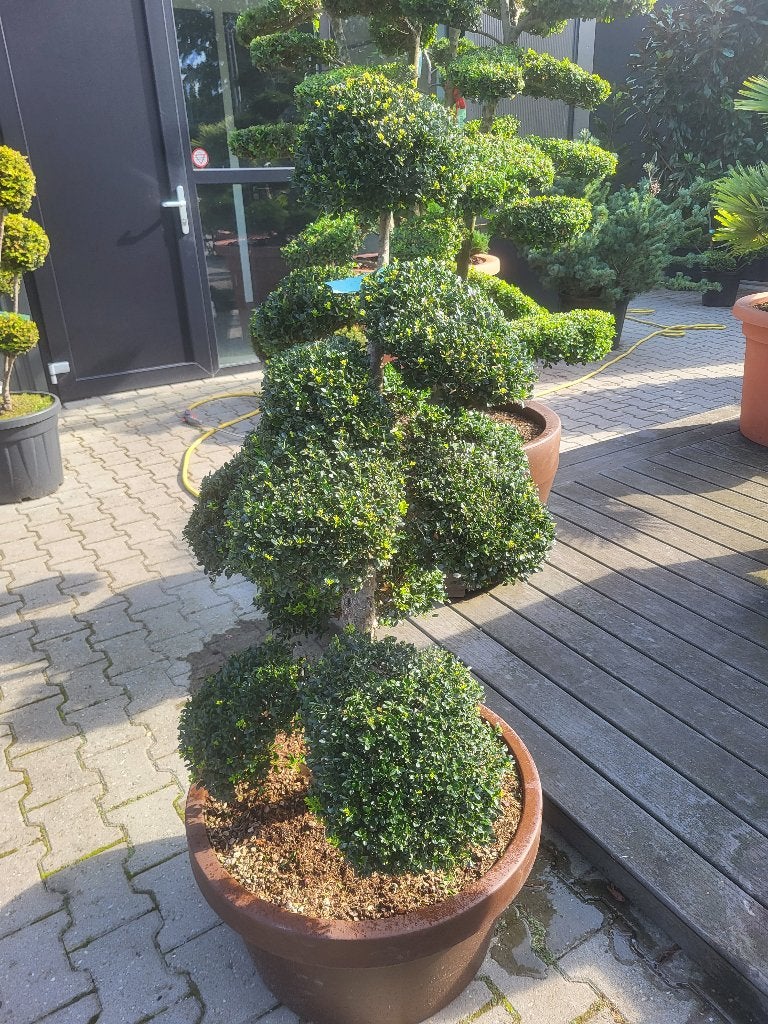 Ilex crenata "kin Me"bonsai, In pot, Halfschaduw, Lente, 100 tot 250 cm