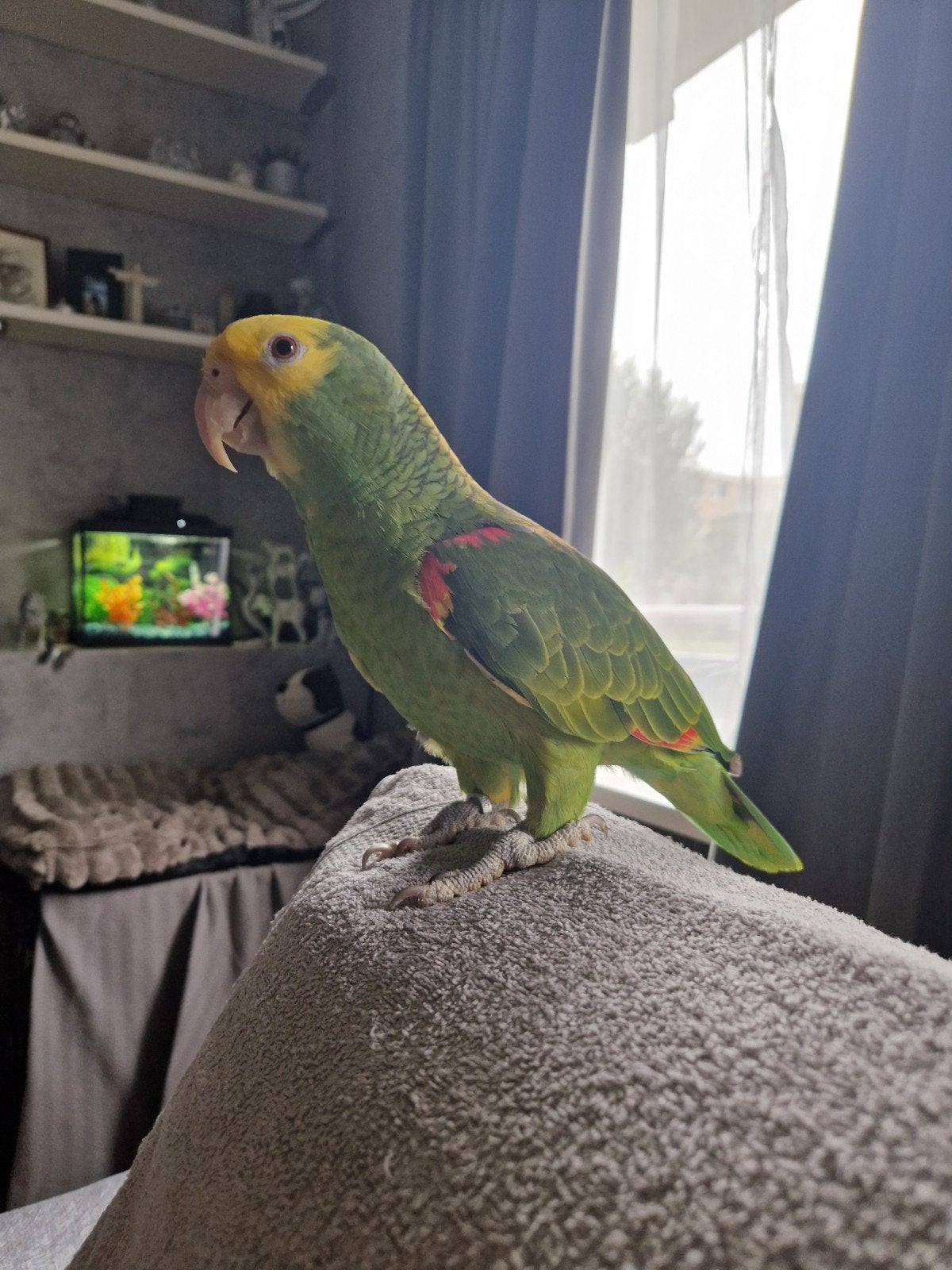 amazone geelkop papagaai pop, Dieren en Toebehoren, Vrouwelijk, Papegaai