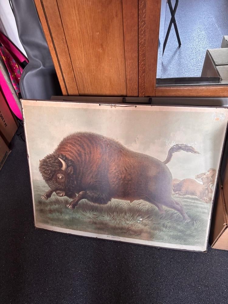 Antieke/Vintage Schoolplaat – Amerikaanse Bizon, Ophalen, Natuur en Biologie