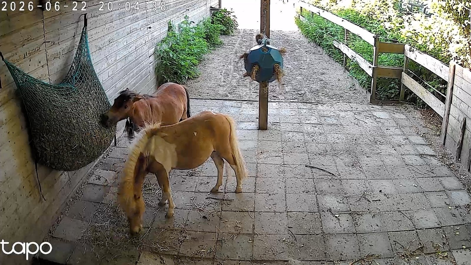 Gezocht! Weide met schuilstal voor 2 shetjes., Weidegang, 2 of 3 paarden of pony's