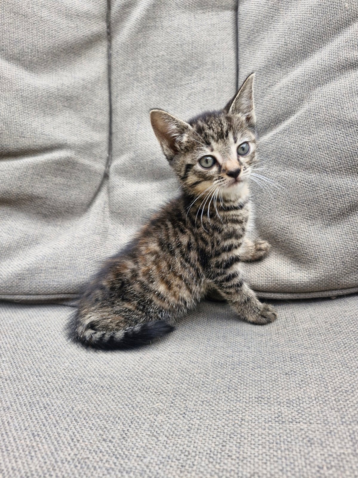 Tabby mackerel kittens, kruising Boskat, Poes, Kortharig, 0 tot 2 jaar