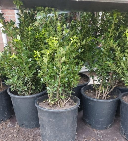 Ilex crenata Caroline Upright, Ophalen, Hulst, Minder dan 100 cm