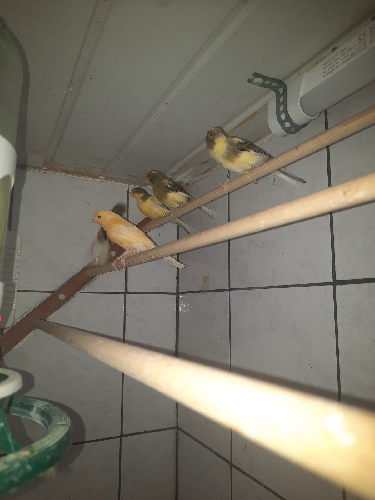 5 timbrado's aangeboden, Dieren en Toebehoren, Meerdere dieren, Zangkanarie