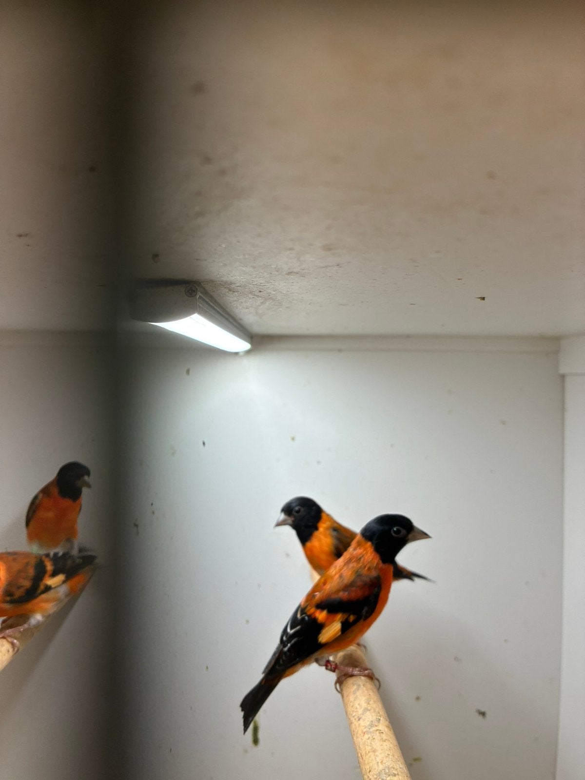 te koop kapoetse sijsjes, Meerdere dieren