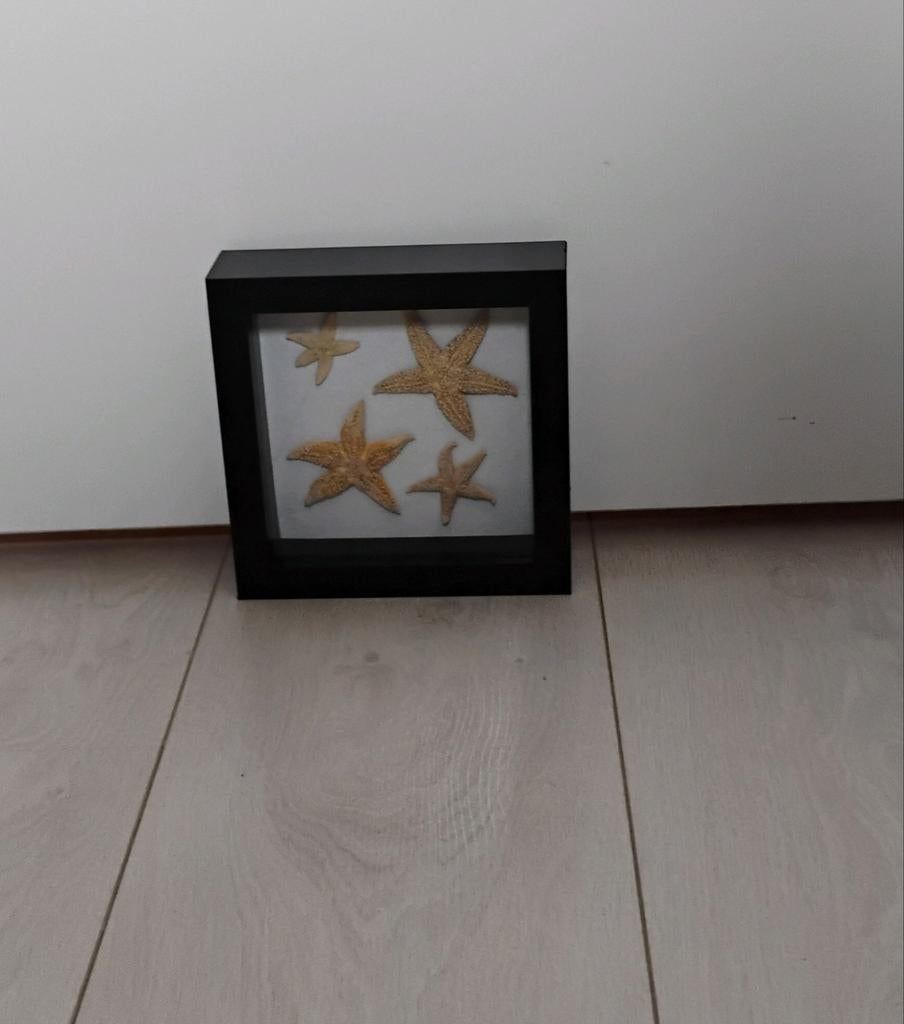 Lijst met zeesterren uit de Noordzee, Verzamelen, Ophalen of Verzenden
