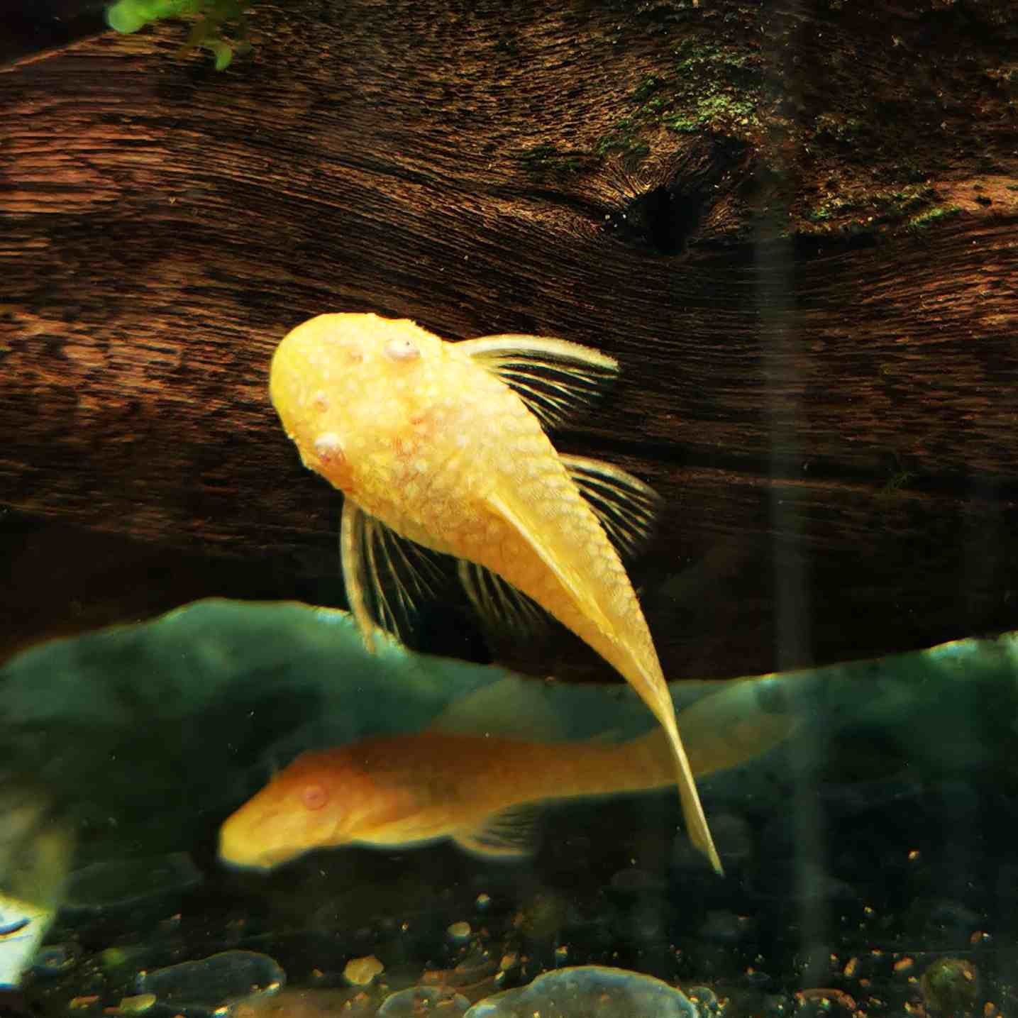 Ancistrus Albino (Borstelneus, Algeneter), Vis, Zoetwatervis